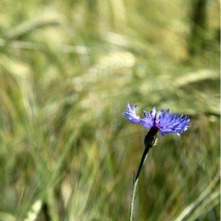 Nessuna controindicazione