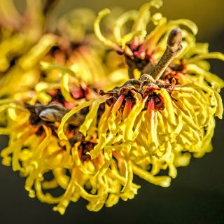 Estratto di amamelide