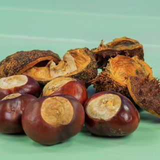 Estratto di Ippocastano